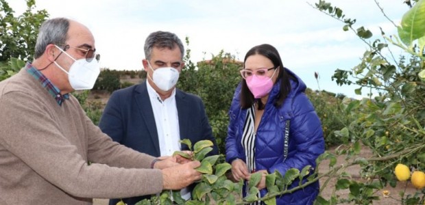 El PP apremia a Sánchez a exigir a la UE el refuerzo de las fronteras para impedir la entrada de cí­tricos que supongan una amenaza para la seguridad alimentaria y la sanidad vegetal